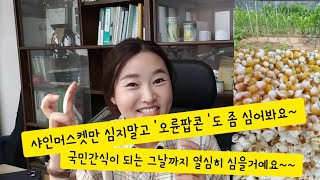 샤인머스켓만 심지말고 '오륜팝콘'  옥수수도 좀 심어봐요~~
