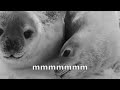 Captioned seals (two sea doggos)
