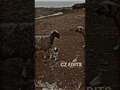 Kangal dog status World dangerous dog breed #biteforce #kangal #power #fearless #status #shorts