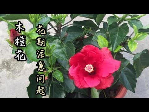 木槿花花期