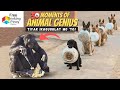 30 GENIUS ANIMALS PART 2 | Pinaka Matalinong Hayop na Nakunan sa VIDEO