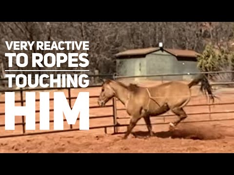 He’s Reactive to anything touching his Hindquarters -Colt Start Part 1