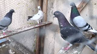 Tipplers Pigeons Shannon Bwoden Mahutian Werf Gordon Hugh’s 2021 video 4K 60fps