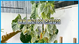 대왕 베고니아 스노우캡 더 크게 키우기!! 베고니아 분갈이의 중요성!!