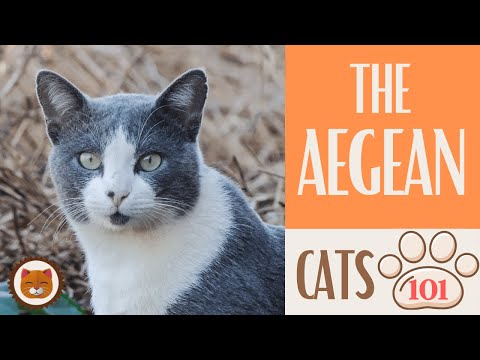AEGEAN CAT 🐱 Cats 101 🐱  Top Cat Facts about the AEGEAN