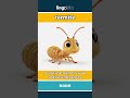 termite (noun) - definition and usage in English