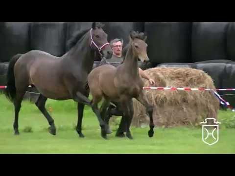 HEI153 Hengstfohlen von Colman - Caretino - Calando I