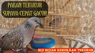 Download lagu Feed the right amount of food so that the gacor will grow quickly. mp3