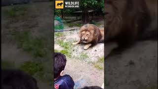 Don&#39;t even try to tease the lion king  | Lion vs humen #zoo #wildlifewonderland #shorts
