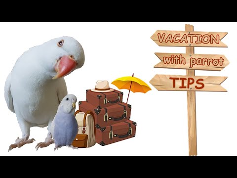 What to do with bird during vacation | Guide