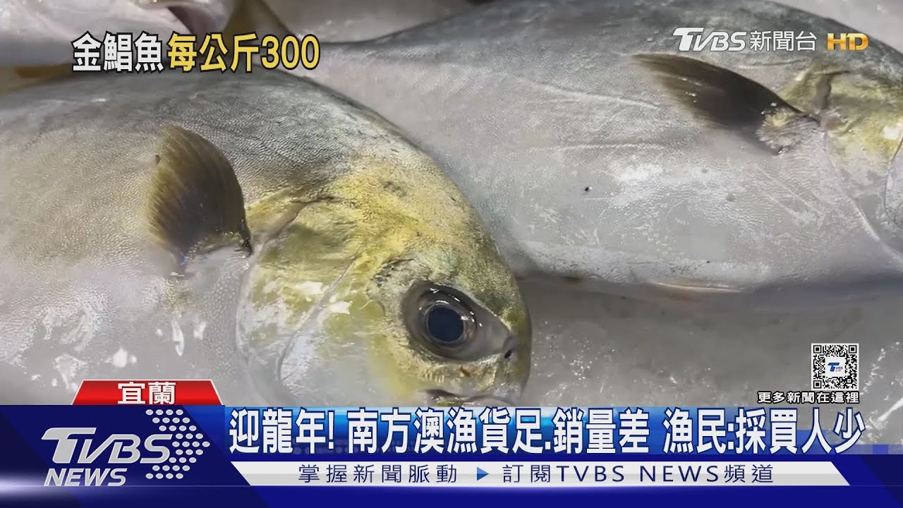 金鯧魚、龍虎斑「量足價漲」 漁民:怕買不下手