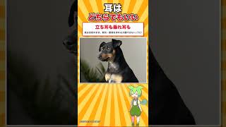 【犬種シリーズ #25】ドーベルマンのミニではありません｜ミニチュア・ピンシャー