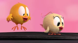 The Trampoline | Where's Chicky? | Cartoon Collection in English for Kids | New episodes