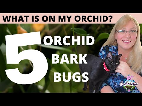 , title : 'Orchid Bark Bugs: What's Inside That Pot?'