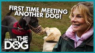 How to Keep Your Dog Under Control During Walks | It&#39;s Me or the Dog