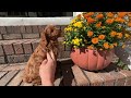 Cavapoo dogs for sale: Sadie - Video 1