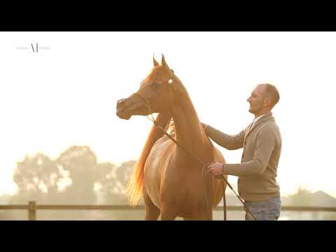 A VISION MI   AlBidayer Stud AIproduction