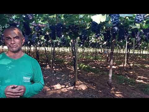 Plantação de uva em Santana da Ponte Pensa