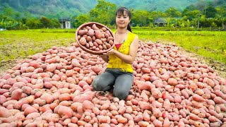 Harvesting Red Potatoes Goes To Market Sell - Animals Care | Phuong Daily Harvesting