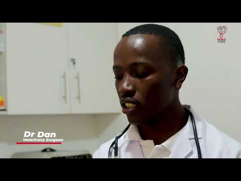 How To Collect Blood From The Cephalic Vein, Blood Smear Preparation In A Dog