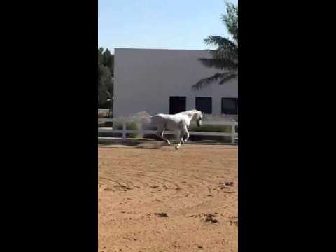 Arabian horse (ajmal sindan )