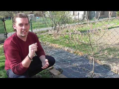 Zimolez kamčatský (Kamčatská borůvka). Muchovník (Indiánská borůvka). Kanadské borůvky