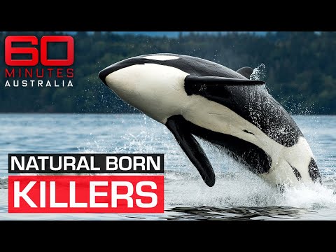 The shocking moment a killer whale attacks its trainer | 60 Minutes Australia