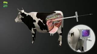 Smart AI Vision - Operation process of artificial insemination gun used by dairy cows (Veterinary)
