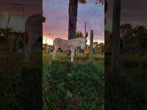 Orneio do Jumento Branco #horse #jumento #cachorros #camp #natureza #rural #cavalo #gatos #cachorro