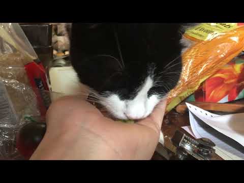 Cat eating green peas - YouTube