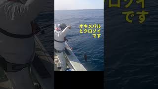 #中深場五目 #オキメバル #クロソイ #ウッカリカサゴ #船釣り #新潟 #日本海 #ヒットシーン #エサ釣り　2026/2