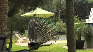 Ode to Dopey - &quot;Try Your Wings&quot; by Blossom Dearie