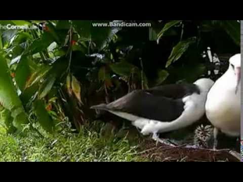 Siedem dziewcząt z albatrosa.....   Albatros i jego pisklę.