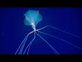 10 Creepy Deep Ocean Creatures Found By ROVs