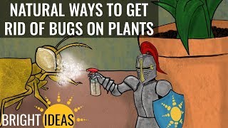 Natural Ways to Get Rid of Bugs on Indoor Plants - Bright Ideas: Episode 3