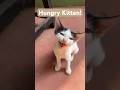 Hear Original Meows Hungrykitten Meow Kitten Tuxedocat Realmeow