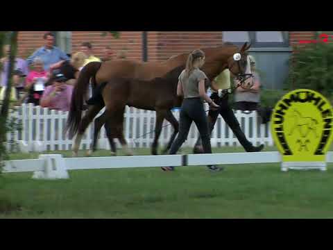 Hengstfohlen, Diacontinus x Federweisser