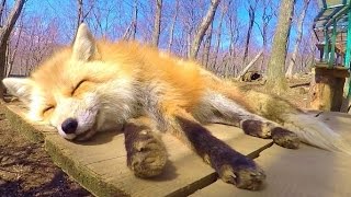 preview picture of video '蔵王キツネ村 園内の様子　Zao fox village Full HD'