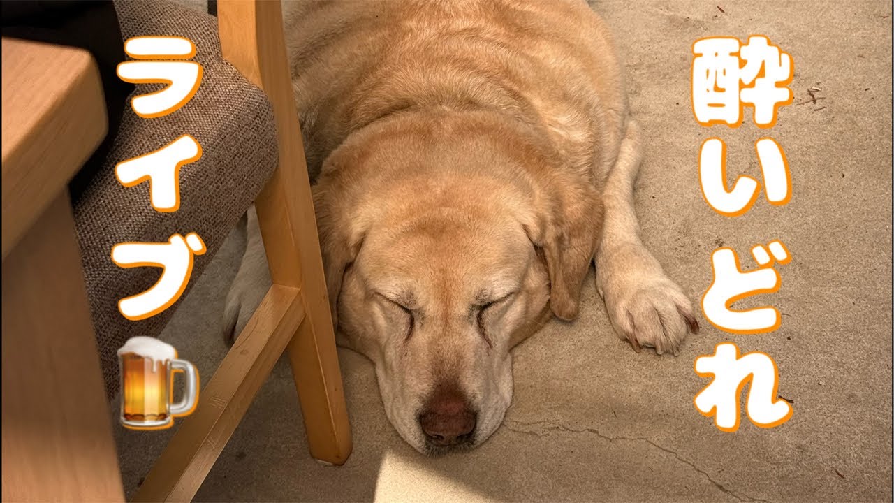 酔いどれLIVE 2026/03/28