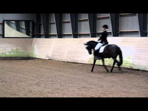 Lundemarksgårds Lady in black - LAkür ØDM