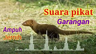 Download lagu Suara Mp3 pemikat garangan‼️Ampuh pada dateng mp3