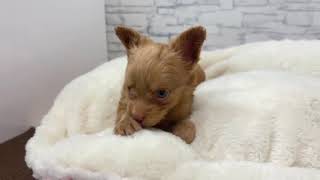 ハーフ犬の動画01