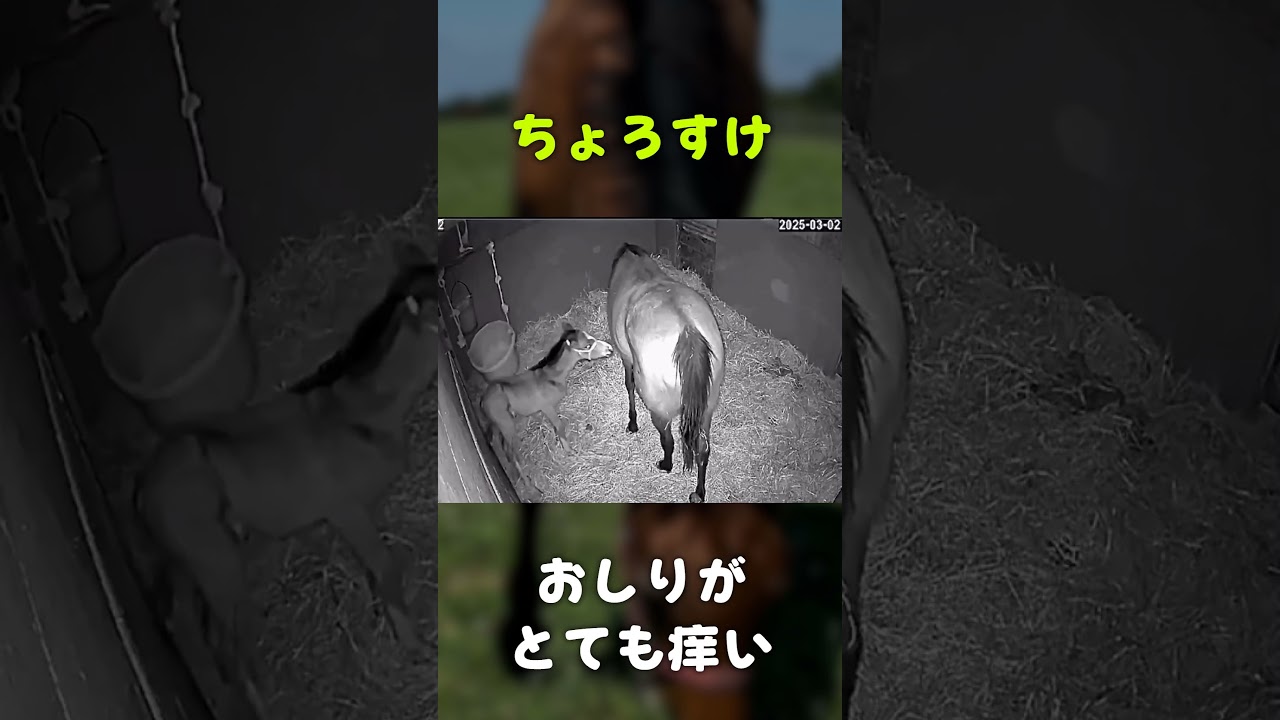 ちょろすけ おしりがとても痒い