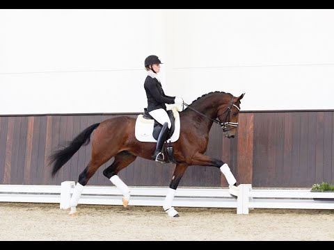 Be Sure - Hengstkollektion Schockemöhle & Helgstrand 2021 DEU