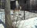 волк воет в минском зоопарке 