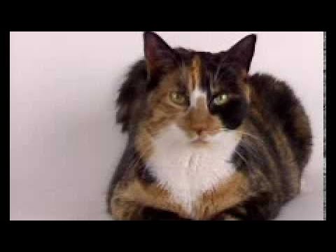 Language Nursery Cat