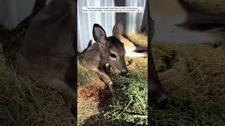 He Saved a Deer. Now It's Family #deer #animals #rescue #wildlife #cute #animalshorts