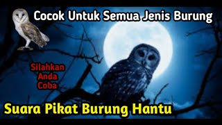 Download lagu Suara Burung Hantu Pikat Burung Kecil || PALING DI CARI TERBUKTI AMPUH mp3