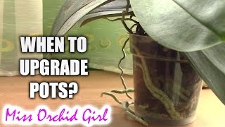 When to upgrade Orchid pots?