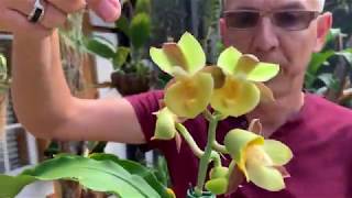 Download Lagu A Catasetum orchid that grows male, female u0026 hermaphrodite flowers on the same spike/inflorescence!! Thumbnail